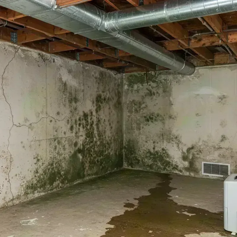 Professional Mold Removal in Ashland, KY